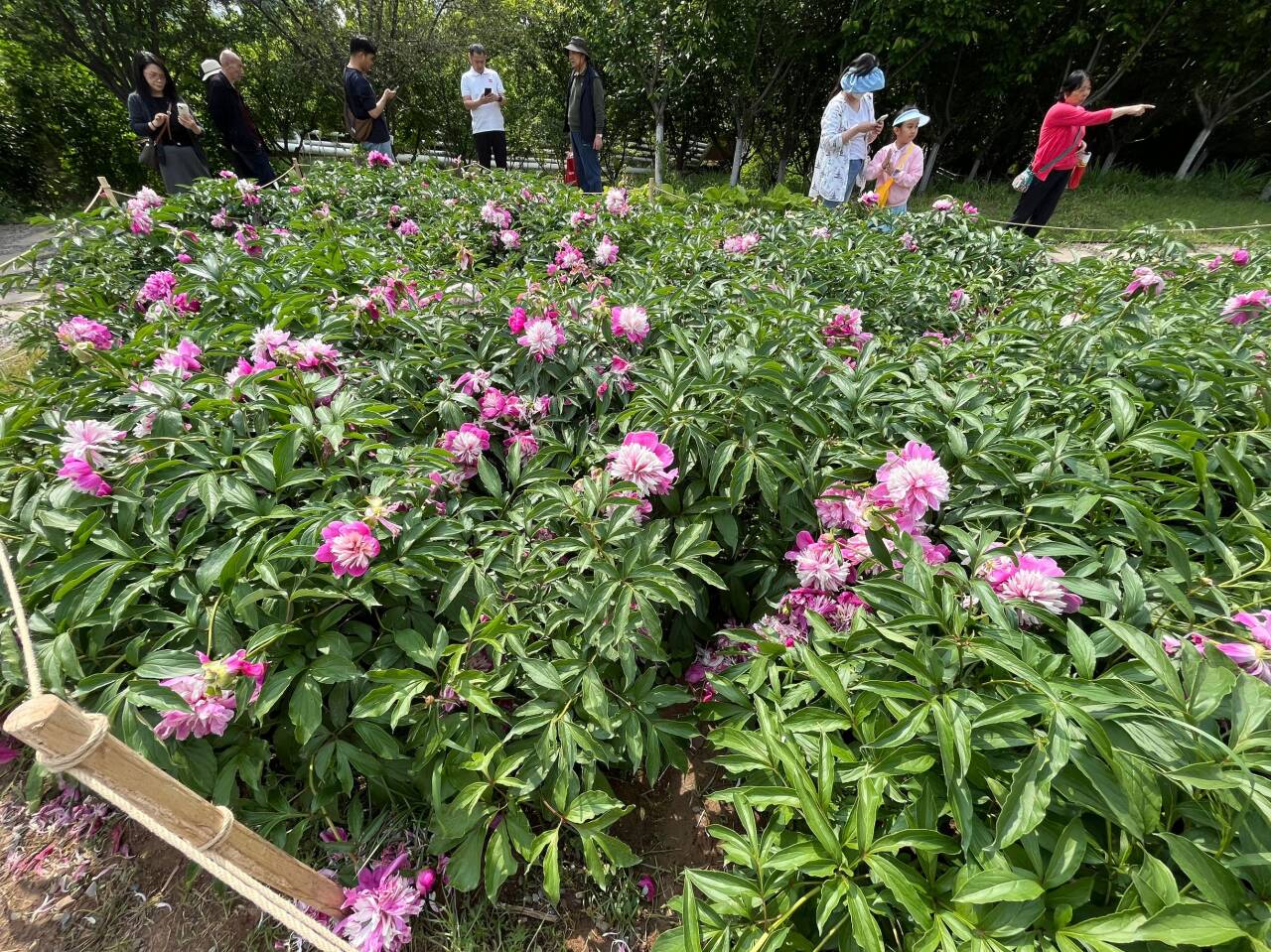 芍药园里的荷兰芍药